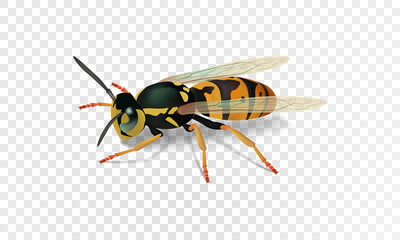 Realistic wasp. Vector illustration eps10