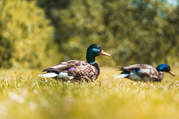 Close up of two male mallard ducks from a low angle. Shallow depth of field, bokeh and blur. Soft focus. Green trees in the background, grass in the foreground