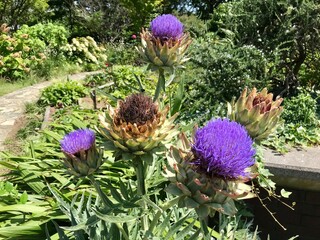 アーティチョーク　花　紫