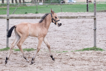 Naklejka na ściany i meble Little yellow foal, trosts, one week old, during the day with a countryside landscape