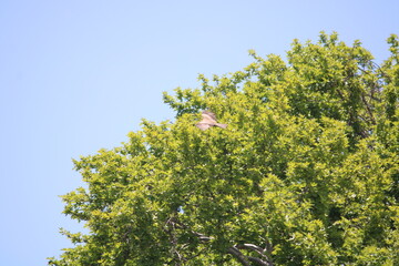 Chinar tree of Kashmir With Kashmiri Brown Eagle