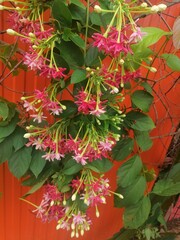 red and green leaves