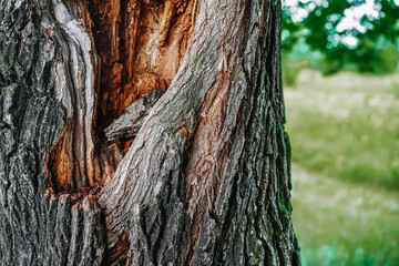 Beautiful structure of oak bark, tree close-up