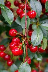 Close Up Red Ripe Cherries With Water Drops