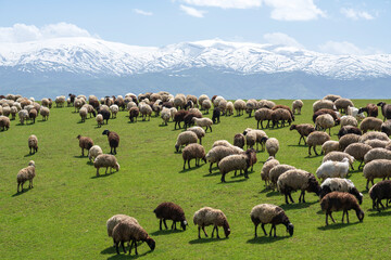 A flock of sheep is eating meadow grass at a snowy mountain background. nomads. sheep in the...