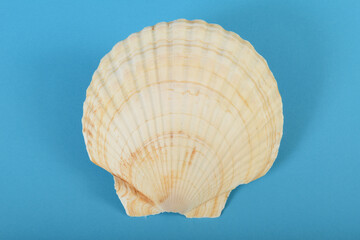 Still life of a shell
