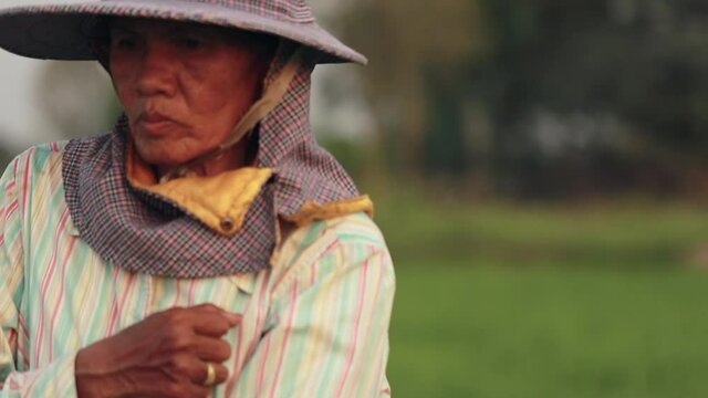 Copy space and low light. Farmer walking in rice paddy wetlands of Thailand. And sowing fertilizer to accelerate the growth of rice plants. Get the warm evening sunshine on the meadow.