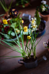 Fototapeta na wymiar spring flowers in the pots