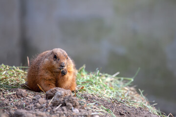 Beaver animal eating fresh grass. Semiaquatic rodent at natural area 