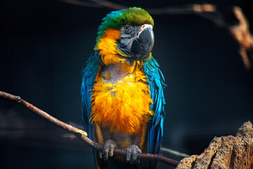 South America Blue and Gold Macaw . Colorful Parrot standing on the branch . Exotic Bird in the rainforest 