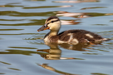 duckling