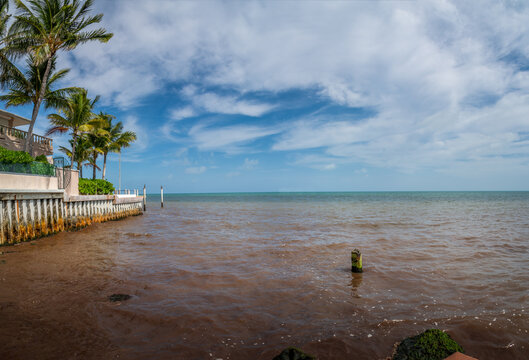 Red Tide In Summer Season. Harmful Algal Bloom Phenomenon In Key West, Florida. Red Colorful Water In Marine