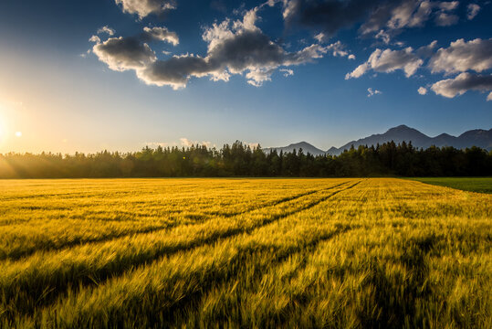 Yellow wheat on farming field with tractor trails. Forest trees in background and Alps mountain range in the distance. Agriculture farmland field in late afternoon. Low angle, wide shot