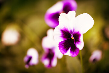 Close up of colorful and vibrant pansy flowers in garden