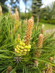 Blooming European black pine (in german Schwarzkiefer) Pinus nigra