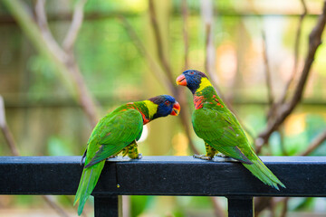 Rainbow Lorikeet parrots in a green park. Bird park, wildlife