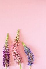 Pink,lilac and violet lupines on the pink background. Flat lay flowers. Beautiful summer flowers,soft pastel colors