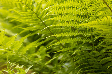 green fern leaf