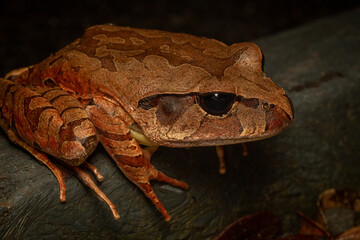 Mottled or Cogger's barred frog (Mixophyes coggeri). Kuranda, Queensland, Australia.