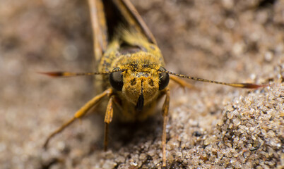 beautiful macro closeup shots of insects