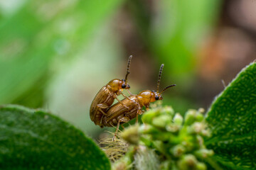 beautiful macro closeup shots of insects