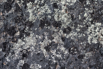 Pattern texture of round stones which have grown