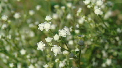 white flowers on green grass