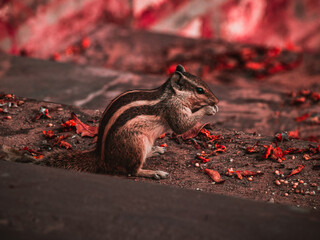 Squirrel eating food at sabarmati asram 