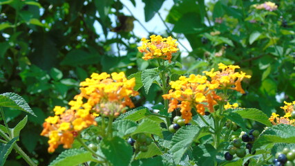 yellow flowers in the garden