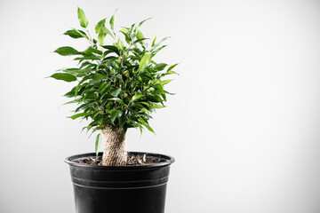 Ficus plant on white background. Home gardening concept. Copy space 