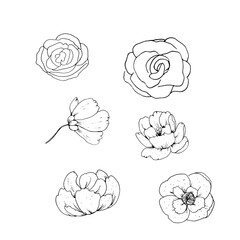 vector, sketch, flowers