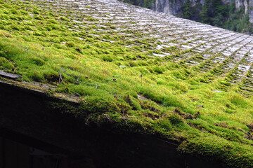 green mosses algae grass on aged old roof tile