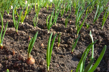Planting onions on a bed in the ground