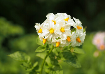 Flowering white potato on natural green background