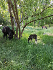 
little pony herd grazing in the meadow