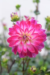 Fototapeta premium ダリアの花