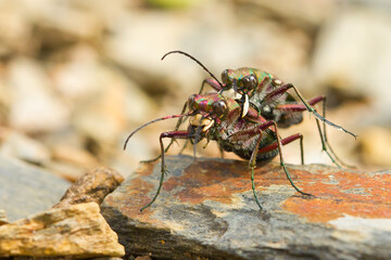 Cicindela campestre (Cicindela campestris), en cópula sobre la piedra.