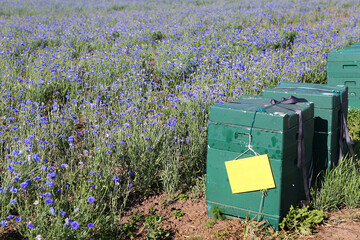 Kornblumenfeld als Futter für Bienen © Karina Gebert