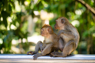 Two little monkeys hug while sitting on a fence