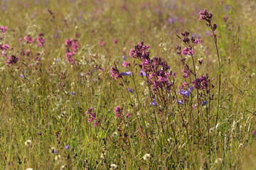 field of meadow flowers