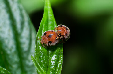 beautiful macro closeup shots of insects