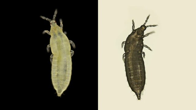 Insect larva Thysanoptera under a microscope, in agronomy, most types of thrips are considered pests of agricultural crops, there are also carnivorous species