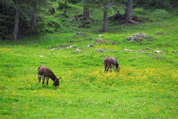 donkey eating on the fresh green grass field garden with yellow flowers