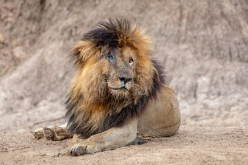 Famous male lion called Scar with beautiful mane and only one eye in Masai Mara Kenya