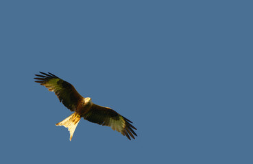 red kite flying overhead close up