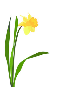 Narciso amarillo sobre fondo verde. Flor de primavera. Narcissus.