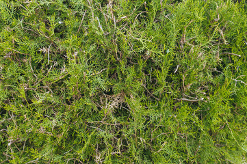 The texture of the green branches of thuja. Photography, concept.
