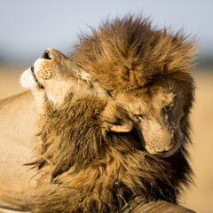 Two male lions with big manes greetings each other in Masai Mara Kenya