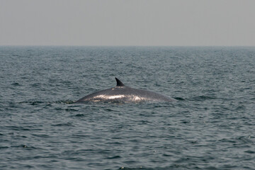 Fototapeta premium THAILAND PHETBURI WHALE WATCHING