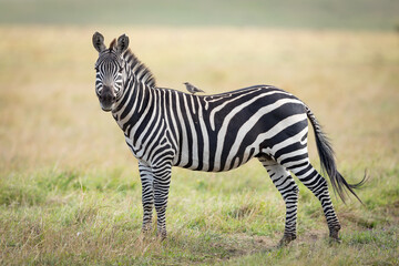 One adult zebra standing on green grass looking at the camera with a small bird on its back in Masai Mara Kenya - obrazy, fototapety, plakaty